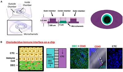 Review on new approach methods to gain insight into the feto-maternal interface physiology